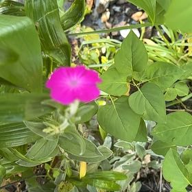 Photo of the plant species Rose Campion by @HipAnahaw69 named LiloStitch on Greg, the plant care app