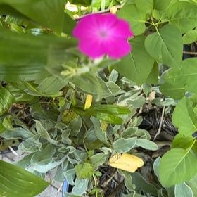 Photo of the plant species Rose Campion by @HipAnahaw69 named Kardashian on Greg, the plant care app