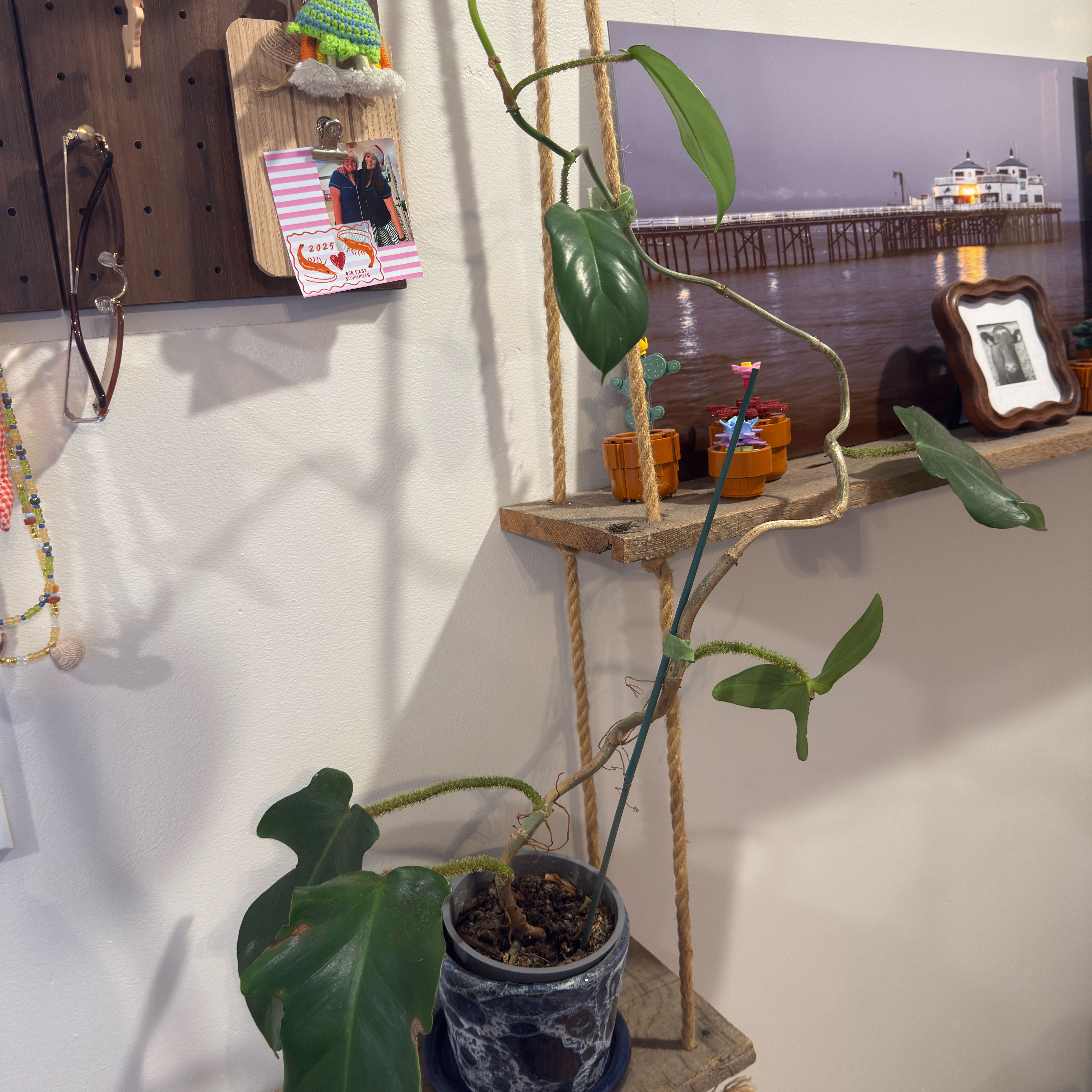 Photo of the plant species Hairy Philodendron by @PotHead98 named Climber 🧗‍♀️ on Greg, the plant care app