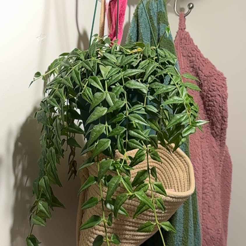 Photo of the plant species Hoya Bella by @PotHead98 named Groovy Girl 🪩🕺🏻 on Greg, the plant care app