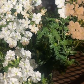 Photo of the plant species Summer Phlox by @KnowingGoldwire named Fernie Mercury on Greg, the plant care app