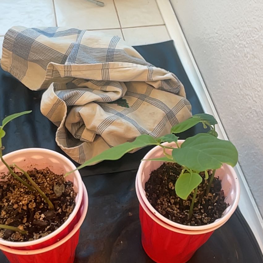 Photo of the plant species White Cherimoya by @RadKlipdagga65 named Beckham on Greg, the plant care app