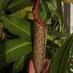 Photo of the plant species Pink Candy Cane Pitcher Plant by @AngelicMiro80 named Michelle Branch on Greg, the plant care app