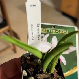 Photo of the plant species Cattleya Orchid by @AngelicMiro80 named Winston on Greg, the plant care app