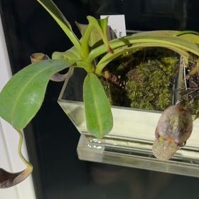 Photo of the plant species Nepenthes 'Diana' by @AngelicMiro80 named Sage on Greg, the plant care app