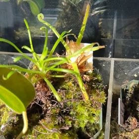Photo of the plant species Drosera spiralis by @AngelicMiro80 named Sahara on Greg, the plant care app