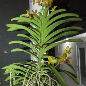 Photo of the plant species Vanda Lumpini Red by @AngelicMiro80 named Doja Cat on Greg, the plant care app
