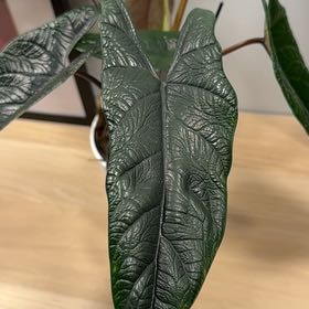 Photo of the plant species Red Scalprum by @AngelicMiro80 named Muhammad Ali on Greg, the plant care app