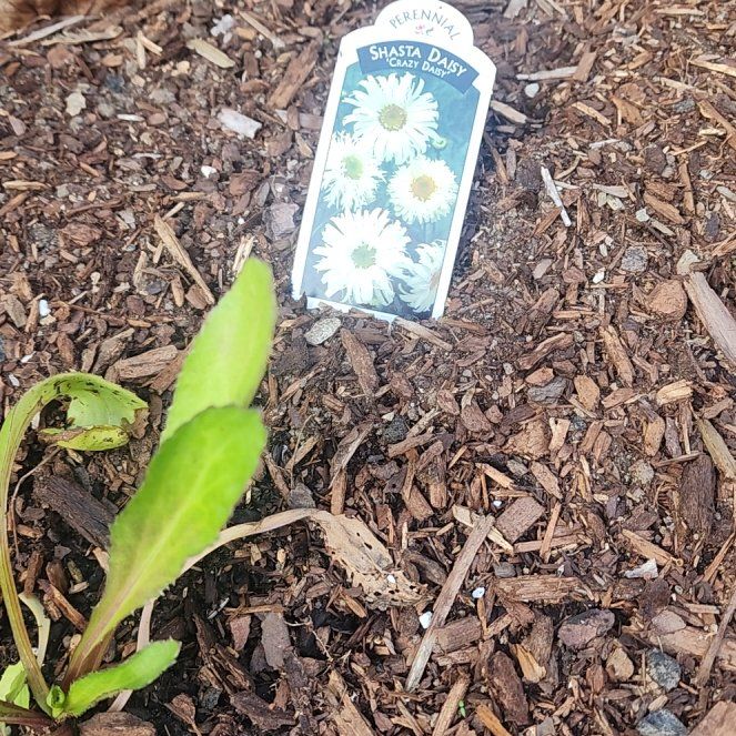 Photo of the plant species Shasta Daisy 'Crazy Daisy' by @SwiftGreen86 named Fernie Mac on Greg, the plant care app