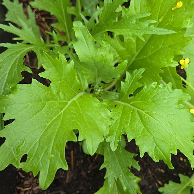 Photo of the plant species Chinese Mustard by @DeftChayote4 named Girlfrond on Greg, the plant care app