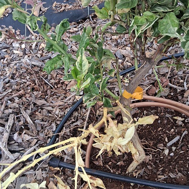 Photo of the plant species Eureka Lemon by @ClassicalPokaka named Sir Plancelot on Greg, the plant care app