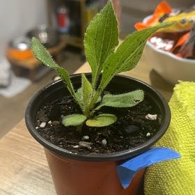Photo of the plant species Prairie Sunflower by @ShapelyKawaka96 named Stormi on Greg, the plant care app