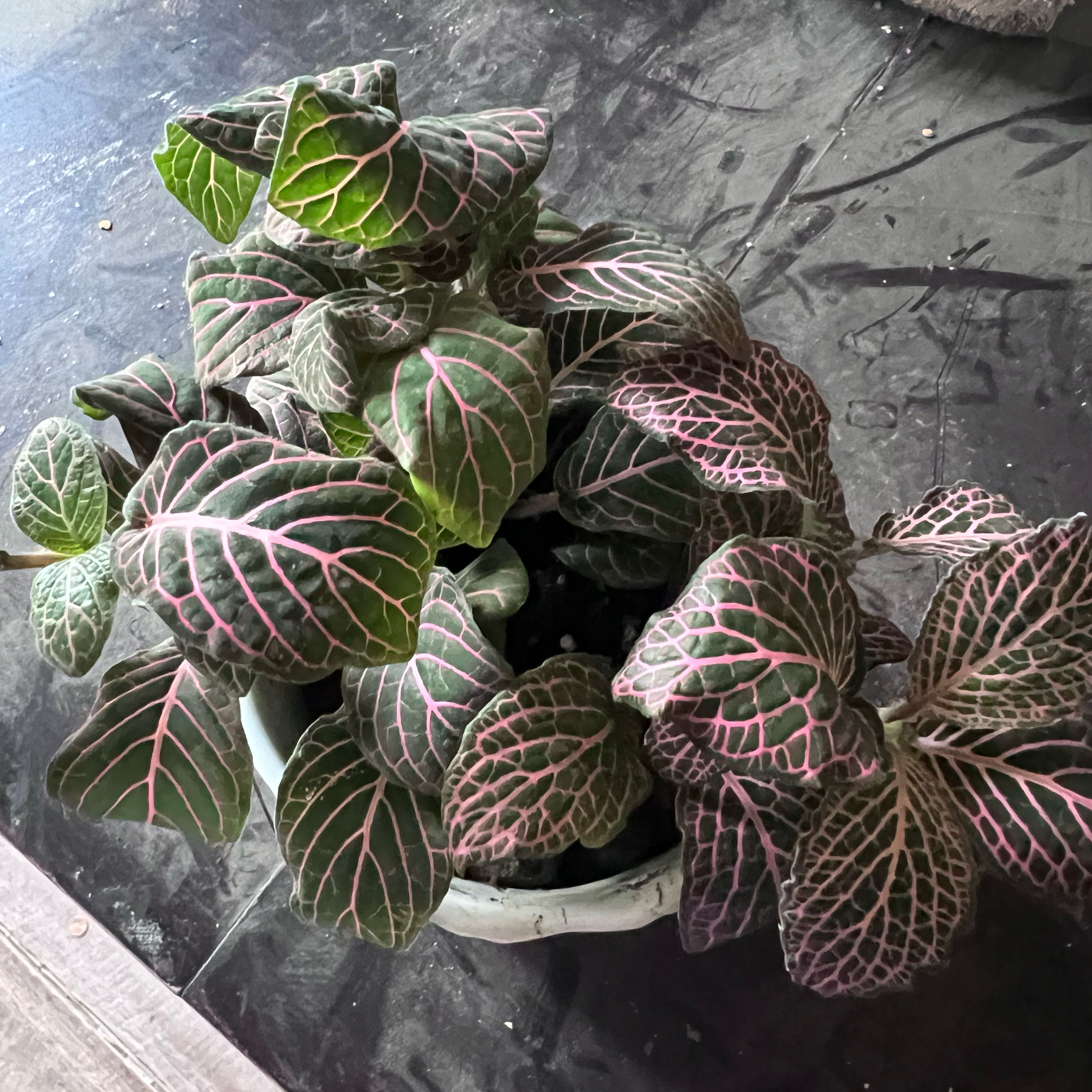 Photo of the plant species Pink Fittonia by @Hope0419pink named Sally on Greg, the plant care app