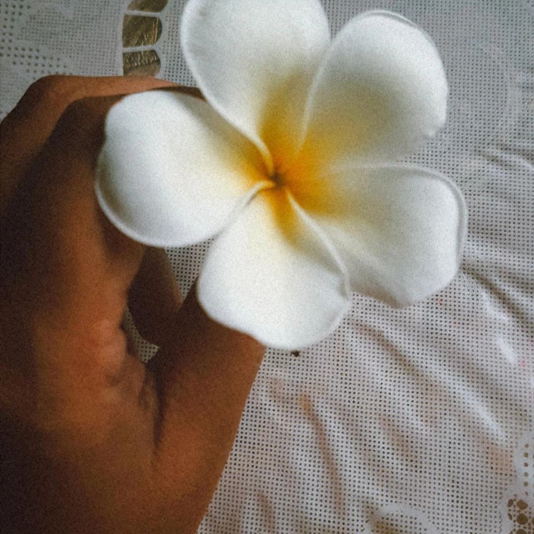 Photo of the plant species Plumeria alba by @GreatComet48 named Diya on Greg, the plant care app