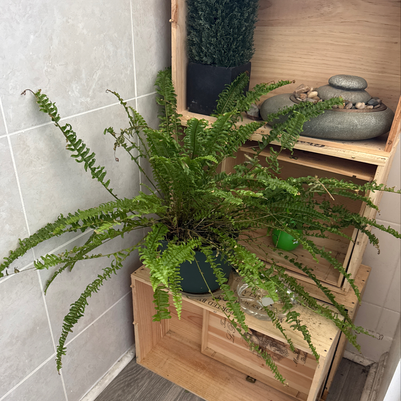 Fern-Nando