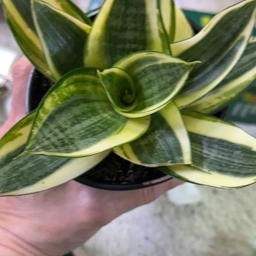Photo of the plant species sanseviera trifasciata 'golden hahnii' by @CK914 named Emerson on Greg, the plant care app