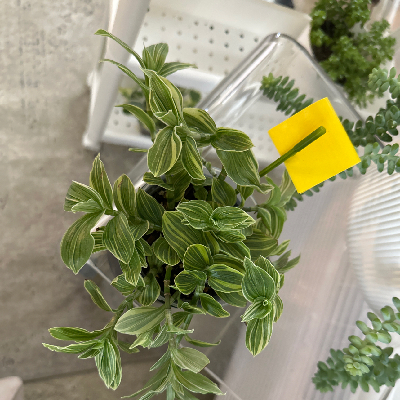 Photo of the plant species tradescantia by @CK914 named Tree Diddy on Greg, the plant care app
