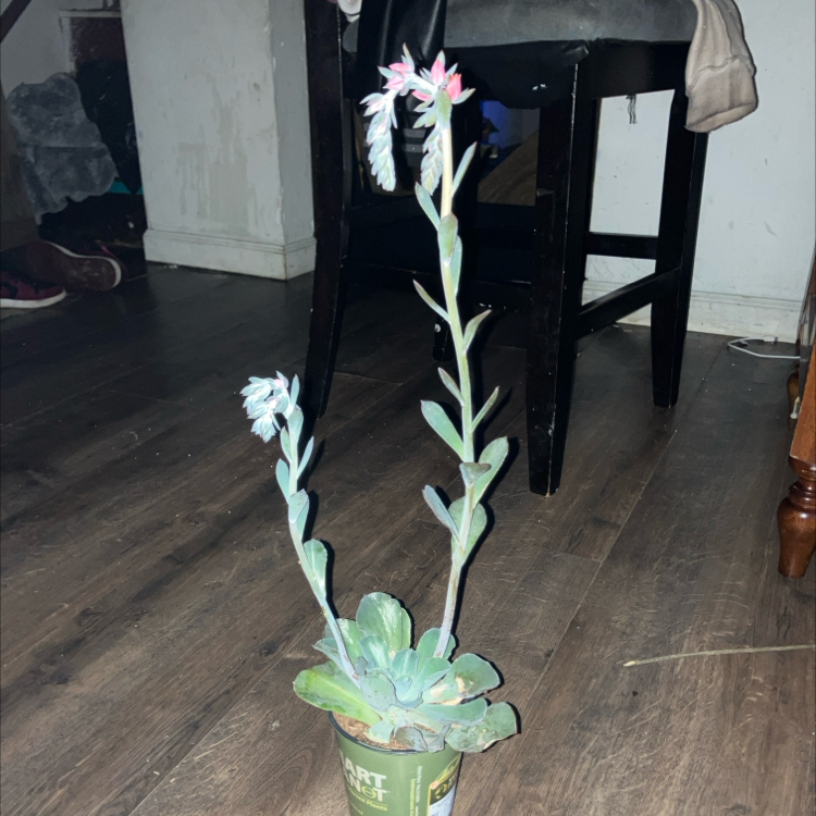 Photo of the plant species Echeveria Shaviana Pink Frills by @LivinBreeezy8 named Mollie on Greg, the plant care app