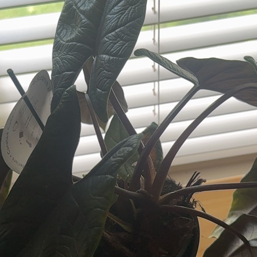 Photo of the plant species Red Scalprum by @GeniusEmerald named Red Scalp on Greg, the plant care app