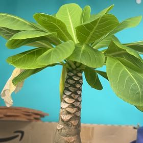 Photo of the plant species Hawaiian Palm by @ProudStickysage named Bodhi on Greg, the plant care app