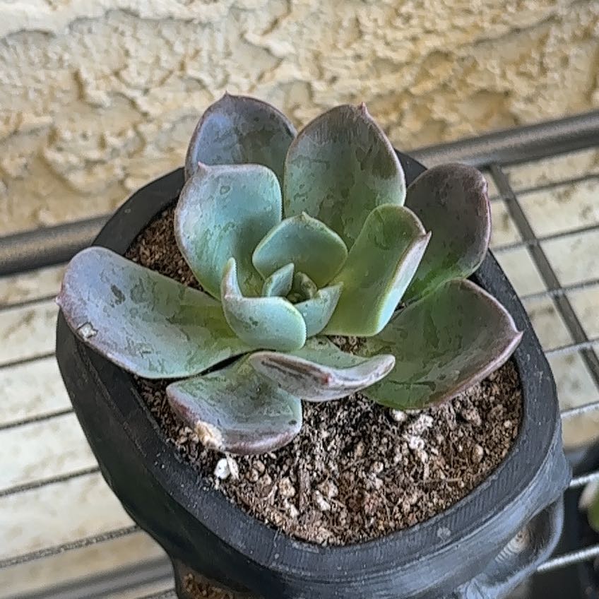 Photo of the plant species Echeveria 'Blue Prince' by @AbleMandrake98 named Rainier on Greg, the plant care app