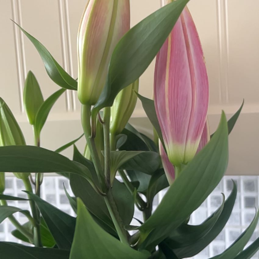 Photo of the plant species Pink Lily by @LucentChayote19 named Miley on Greg, the plant care app