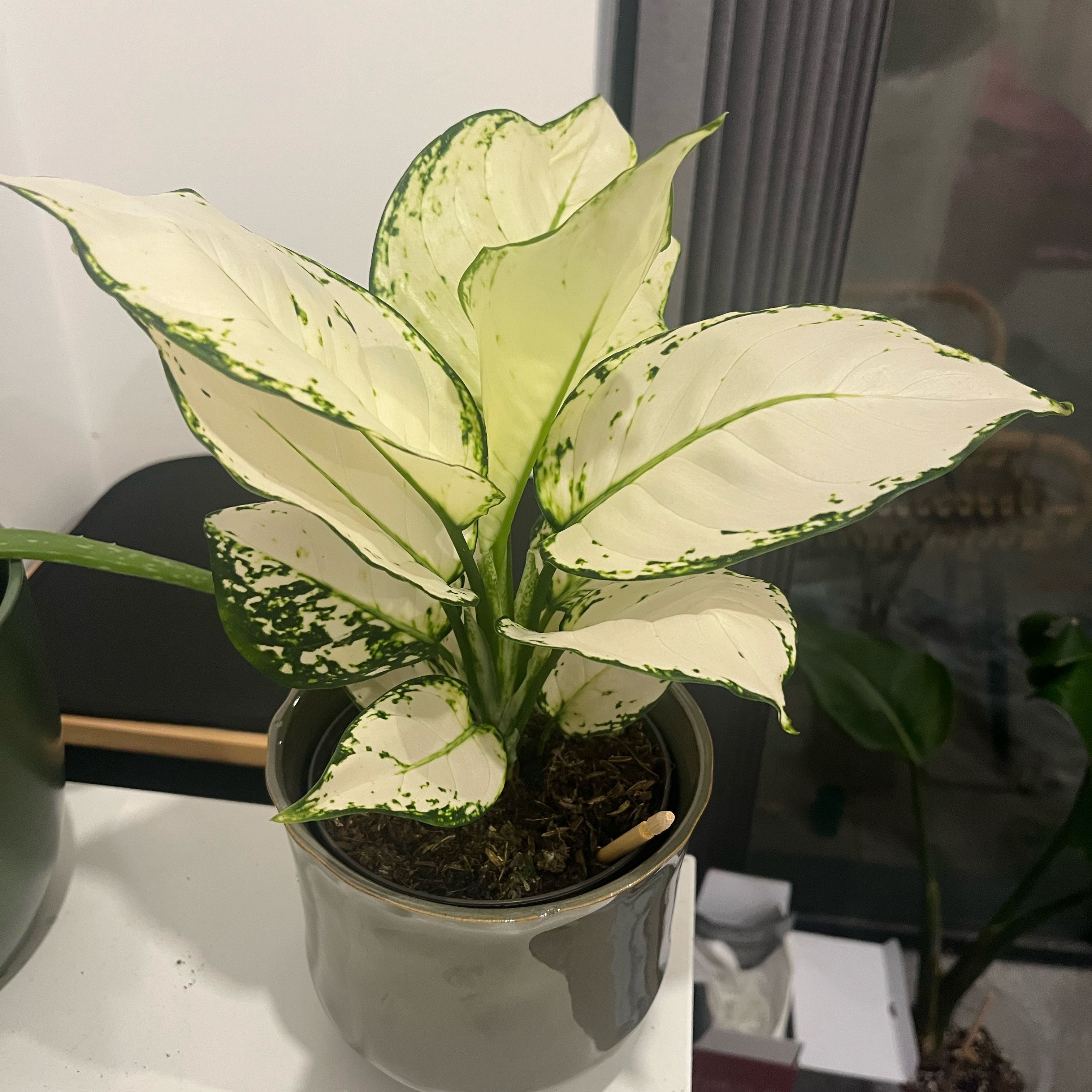 Photo of the plant species Aglaonema 'White Joy' by @HipTearose43 named Nemo on Greg, the plant care app