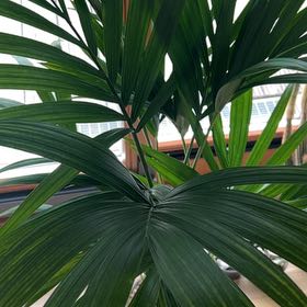 Photo of the plant species Varigated Parlour Palm by @NiceRedwood35 named Walt on Greg, the plant care app