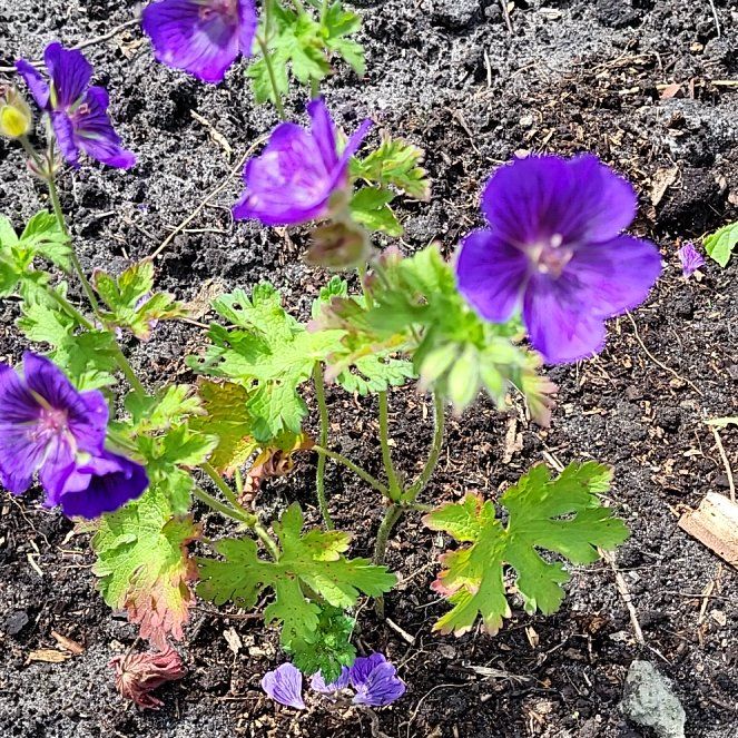 Photo of the plant species Woolly Geranium by @CuriousBlackhaw named Ulysses S Plant on Greg, the plant care app
