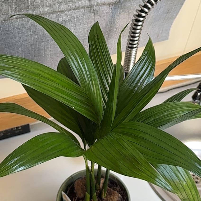 Photo of the plant species Betel Nut Palm by @Darren named Areca catechu on Greg, the plant care app