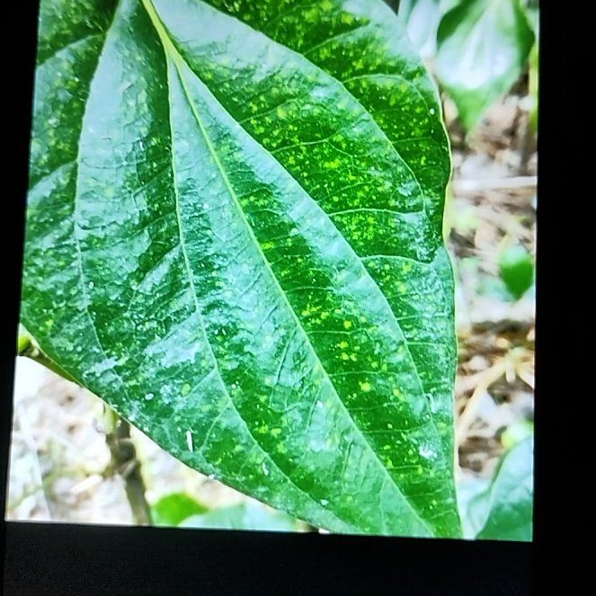 Photo of the plant species Betel by @JocularPinoak76 named Achilles on Greg, the plant care app