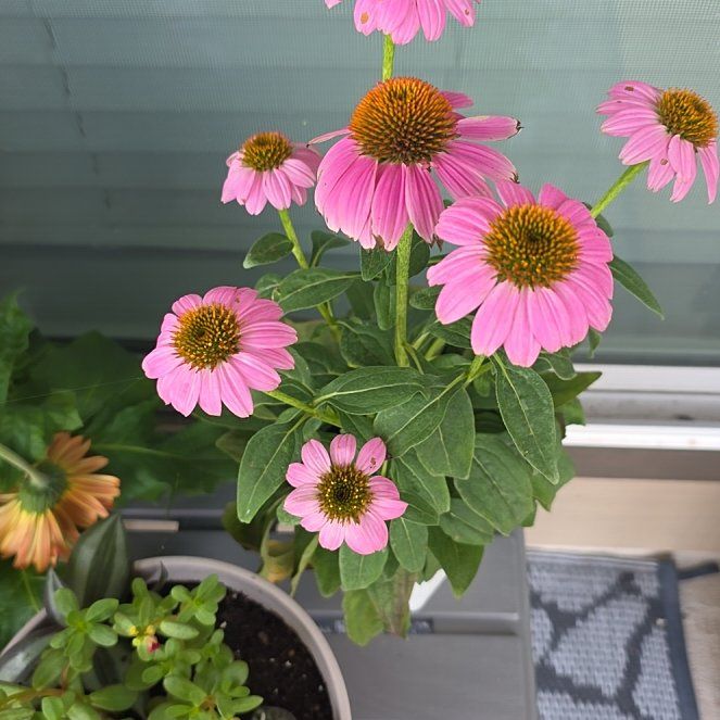 Photo of the plant species Purple Coneflower by @GroovyBlueoak9 named Leaf Erickson on Greg, the plant care app