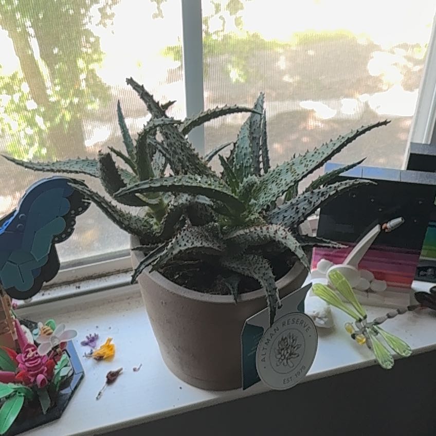 Photo of the plant species Aloe castilloniae 'Blue’ by @ThrillingCosmo named Bowser on Greg, the plant care app