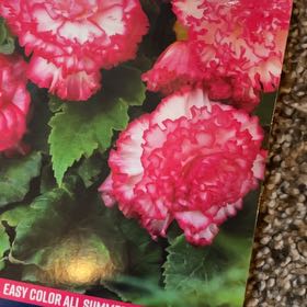 Photo of the plant species Begonia by @HunkyMint46 named Marley on Greg, the plant care app