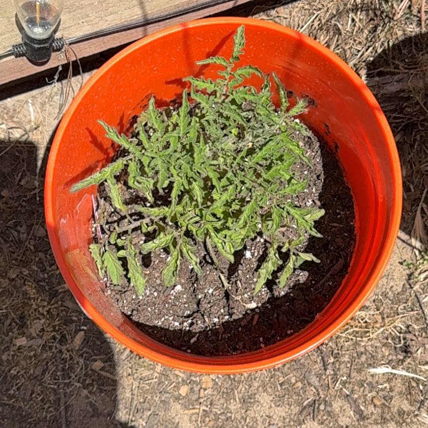 Photo of the plant species Tomato 'Black Krim' by @FitCacto23 named T’niqua uh on Greg, the plant care app