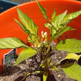Photo of the plant species Fresno Chili by @FitCacto23 named Ronaldo on Greg, the plant care app