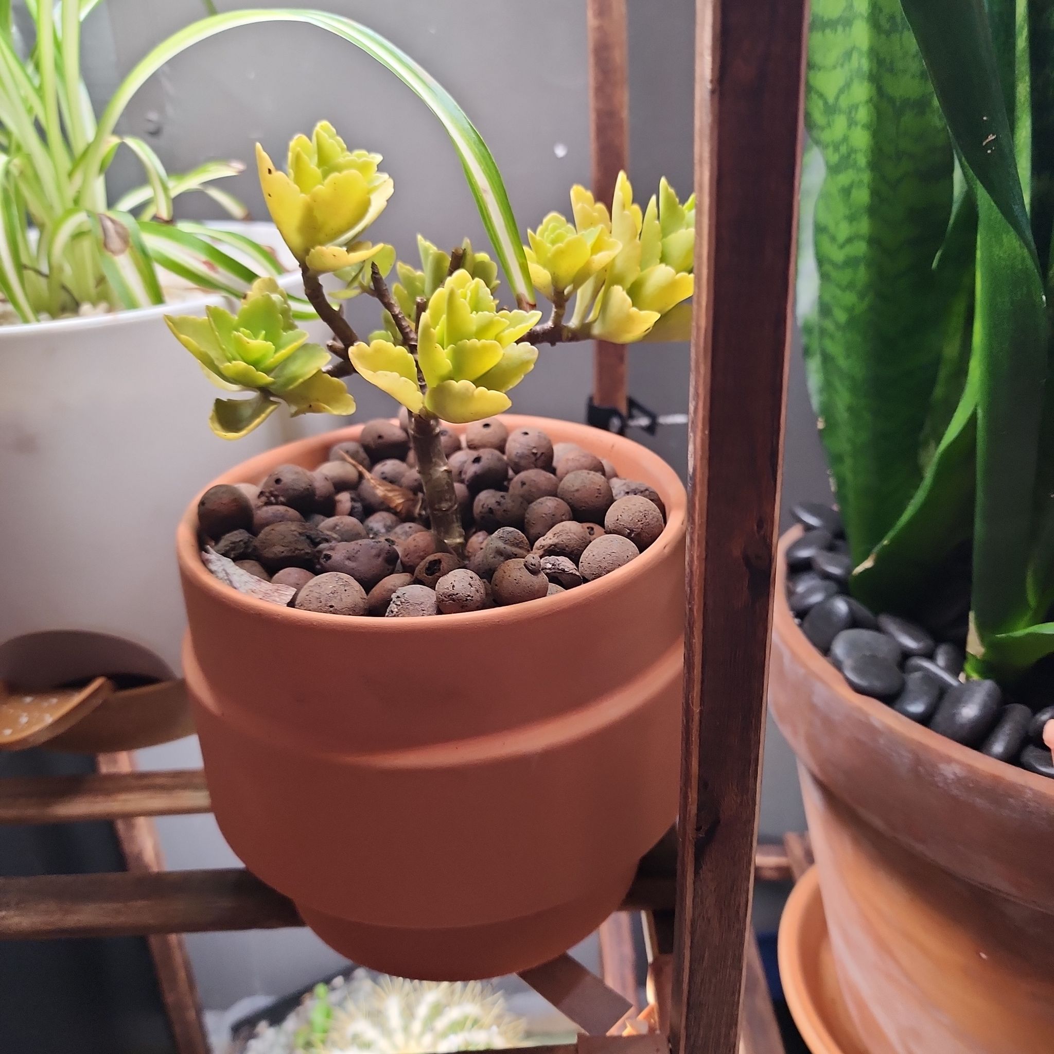 Photo of the plant species Kalanchoe by @NicTallx named Tree Diddy on Greg, the plant care app