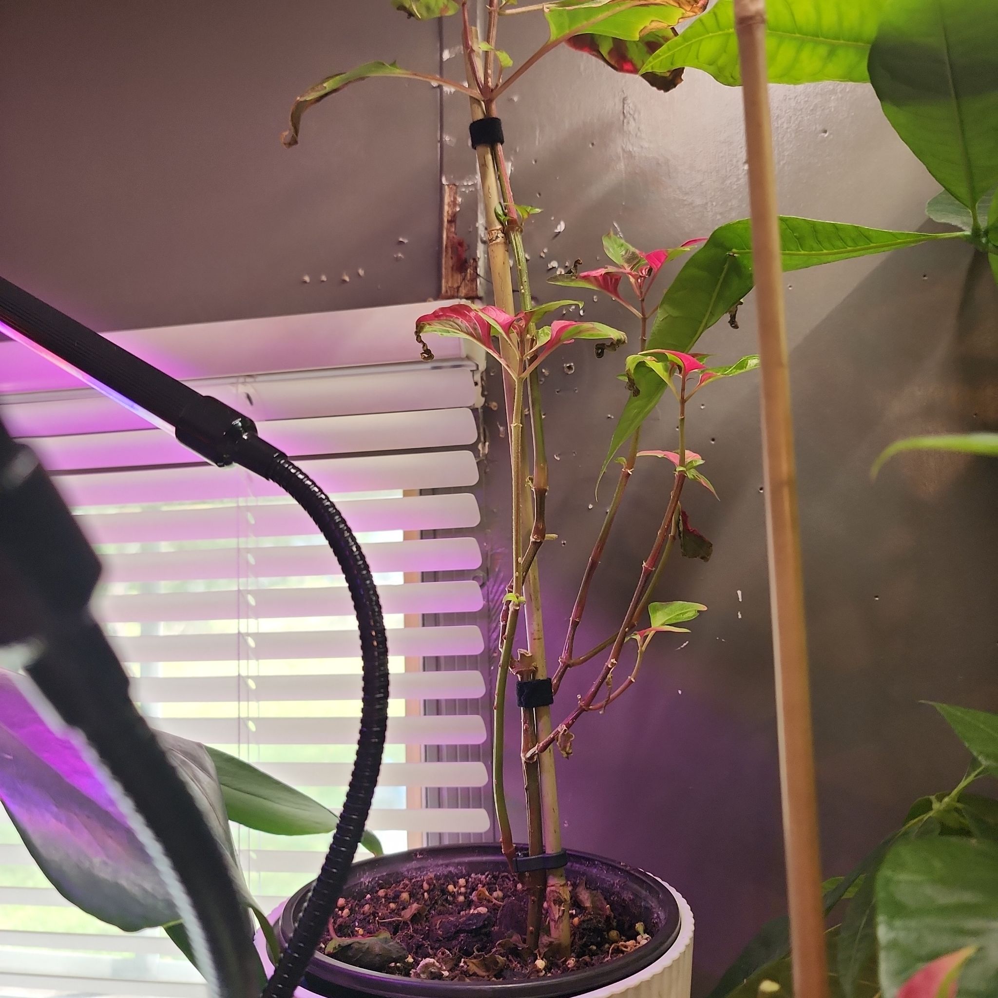 Photo of the plant species Joseph's Coat 'Partytime' by @NicTallx named Girlfrond on Greg, the plant care app