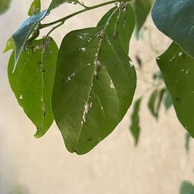 Photo of the plant species Spicebush by @ProOleander79 named Peter Parker on Greg, the plant care app