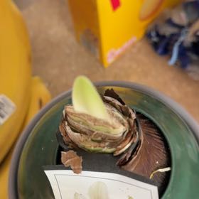 Photo of the plant species Giant Amaryllis by @BustlingMango22 named Marley on Greg, the plant care app