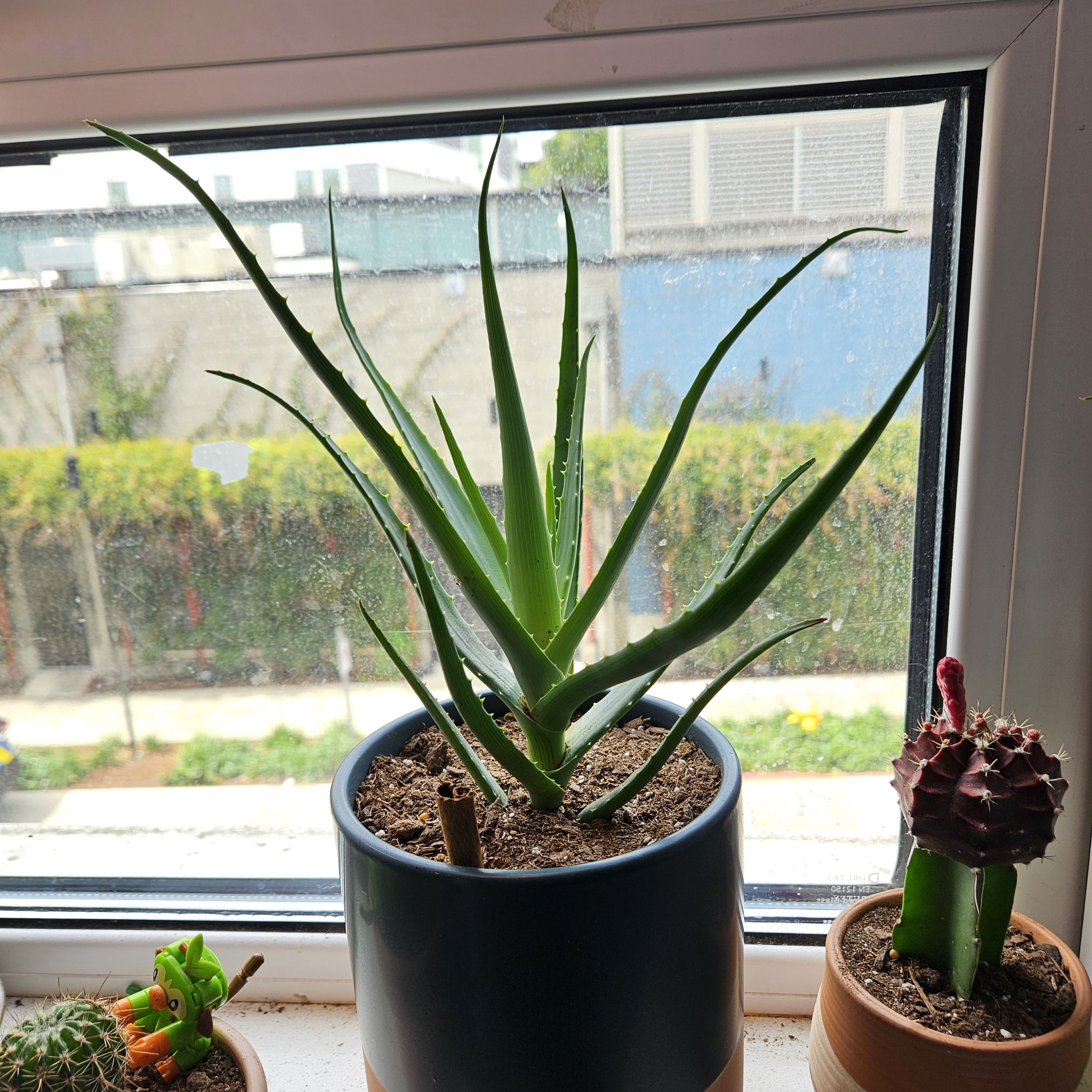 Photo of the plant species Blue Aloe by @CactusMonkey254 named Kramer on Greg, the plant care app