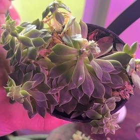 Photo of the plant species Bellum Altair by @GemHappybean42 named Sonora on Greg, the plant care app