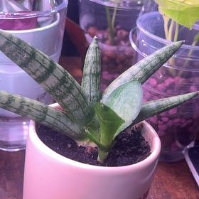 Photo of the plant species Variegated Starfish Snakeplant by @KatGrows named Baesil on Greg, the plant care app