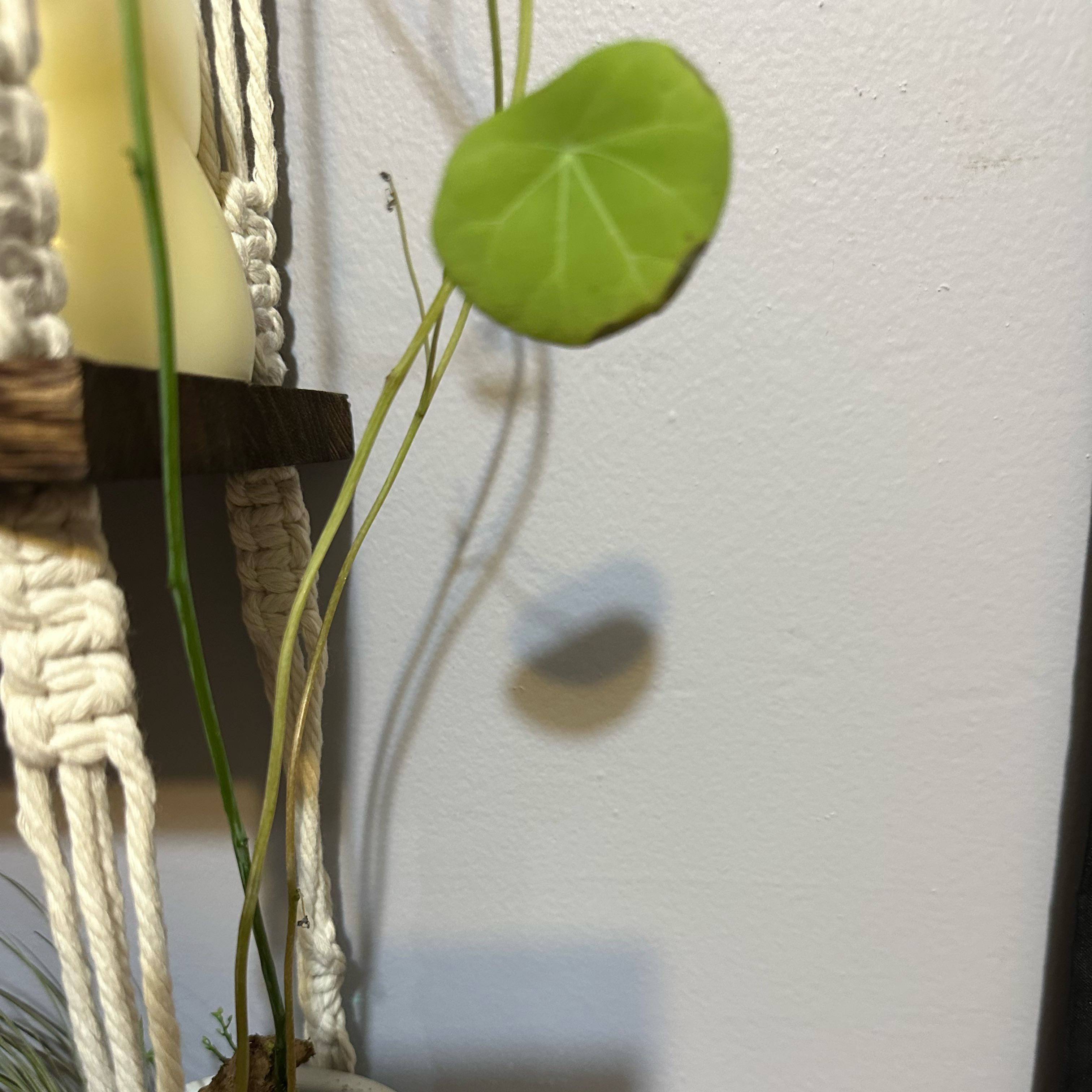 Photo of the plant species Stephania Cepharanta by @greenQueenMama named Silver Dolla on Greg, the plant care app