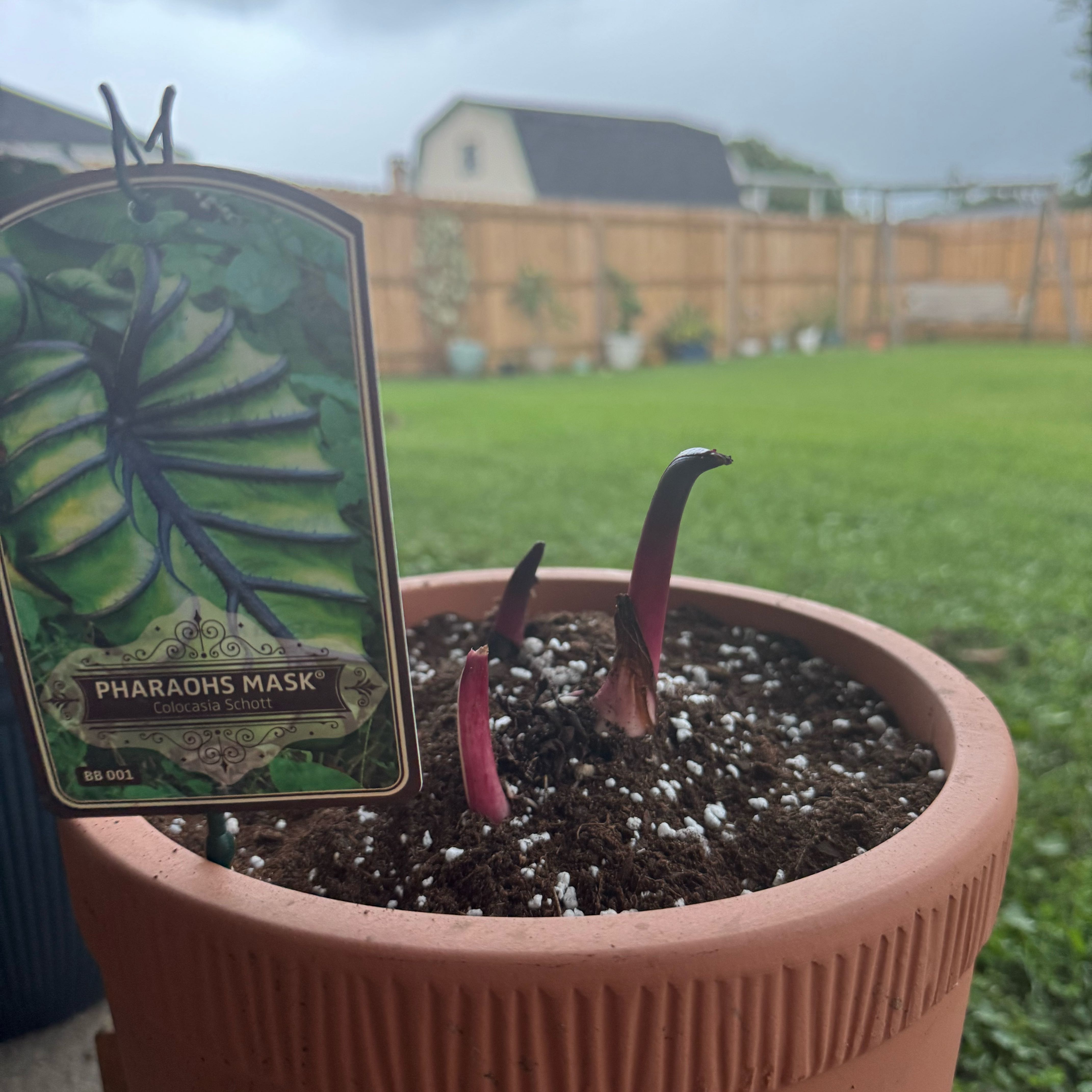 Photo of the plant species Pharaoh Mask by @HotKale86 named LiloStitch on Greg, the plant care app