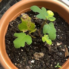 Photo of the plant species Hardy Fig Tree by @WholeBlackhaw36 named Treeyoncé on Greg, the plant care app