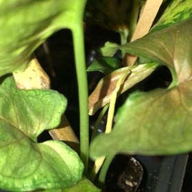 Photo of the plant species Snakeshead by @YesGloriosa22 named Kobe on Greg, the plant care app