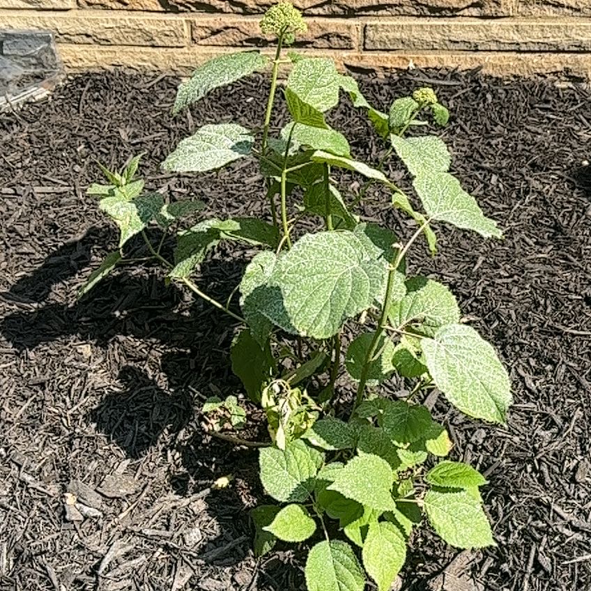 Photo of the plant species Hydrangea 'Incrediball' by @PropheticPignut named Surya on Greg, the plant care app