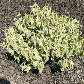 Photo of the plant species Ivory Halo Dogwood by @PropheticPignut named Fernie Mercury on Greg, the plant care app