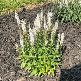 Photo of the plant species Magic Show Hocus Pocus Spike Speedwell by @PropheticPignut named McKinley on Greg, the plant care app